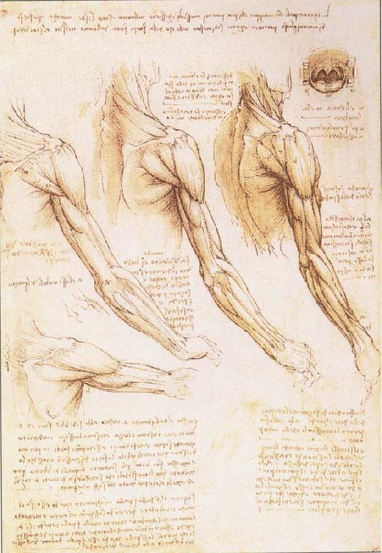 LEONARDO da Vinci The muscles of arm, shoulder and neck oil painting picture